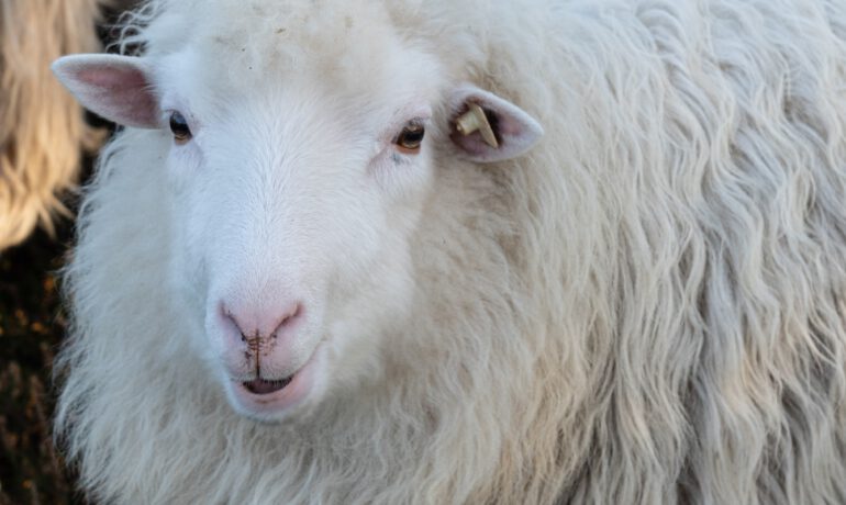 a close up of a sheep looking at the camera